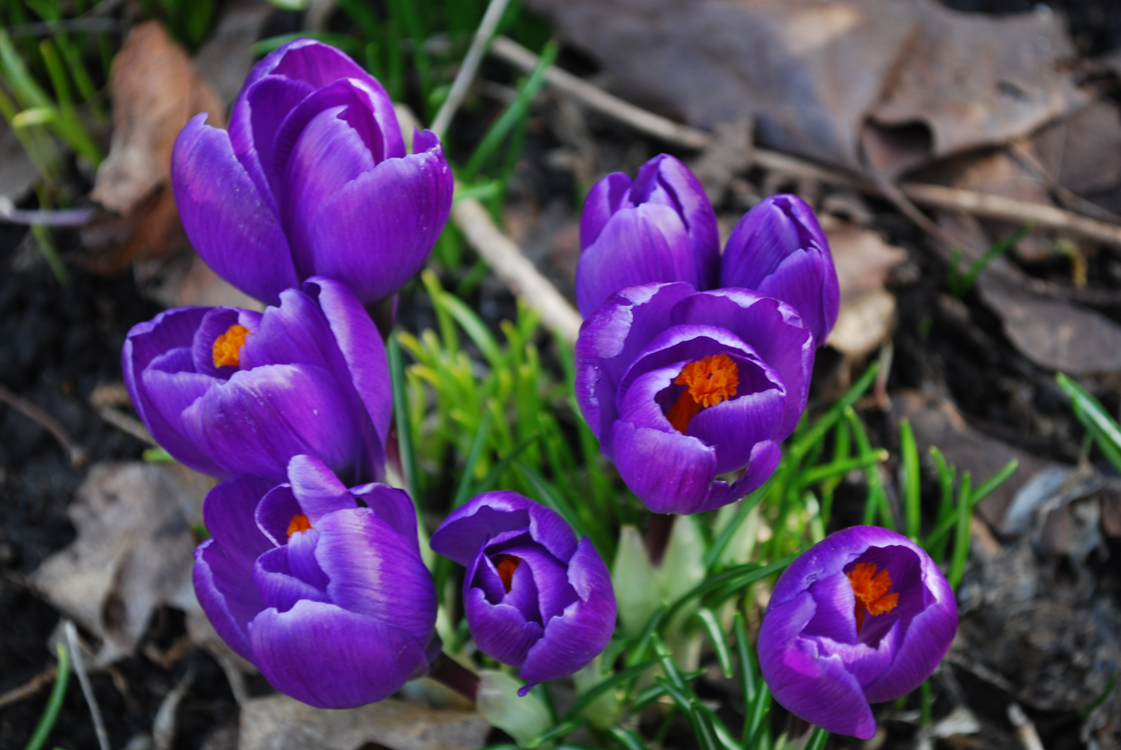 Vernal Equinox Full Worm Moon Altar Vernal Equinox Full Worm Moon Altar